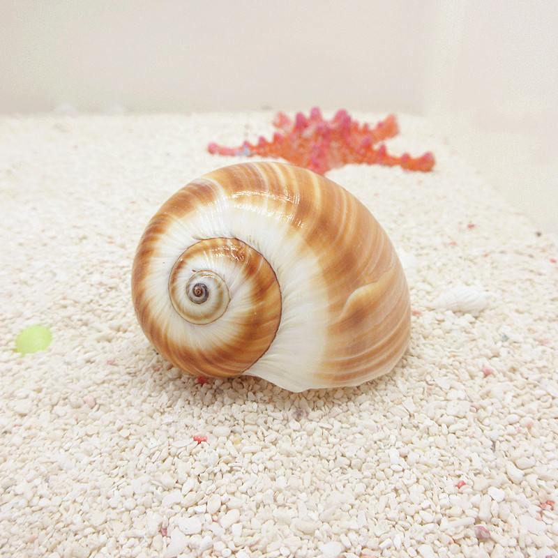 【面包螺-蜗居天下】3-5cm寄居蟹替换壳专用螺壳天然贝壳海螺造景