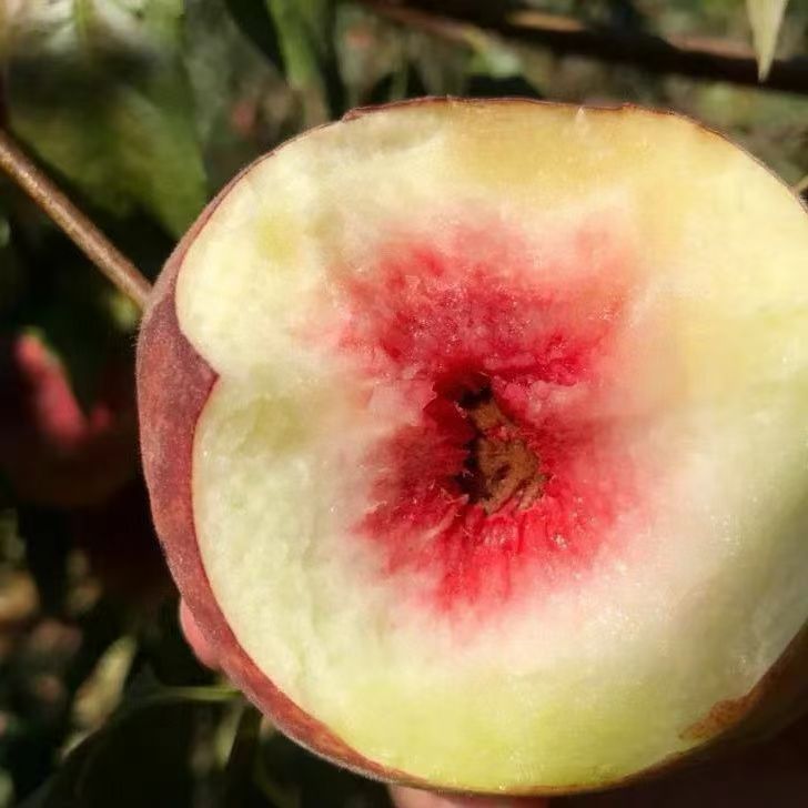 甜脆桃子云南大理冬桃晚熟桃毛桃丑桃甜脆离核桃水果新鲜现摘酸甜