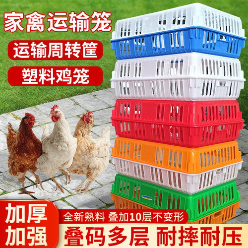 鸡笼加厚运输周转家禽抗摔鸡鸭鹅