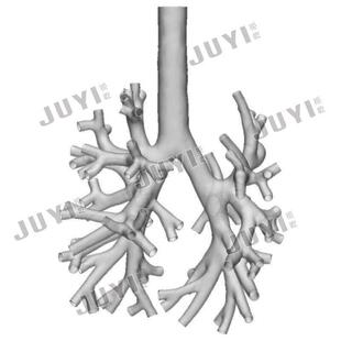 医学CT建模/MR三维重建肺支气管/呼吸道/支气管镜训练模型/3D建模