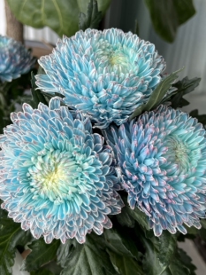 云南牡丹菊国粹青花瓷百搭款居家办公插花花束水培鲜切花鲜花新鲜