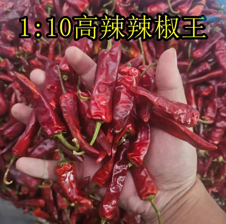 福建古田特辣干辣椒5斤卤货专用