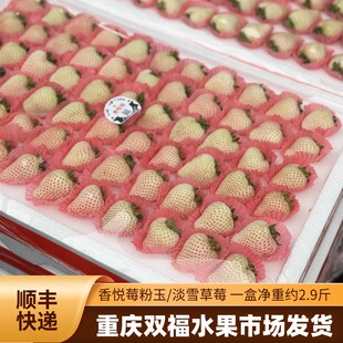 香悦莓淡雪/粉玉草莓一盒净重约2.9斤当季水果粉白色草莓双福顺丰