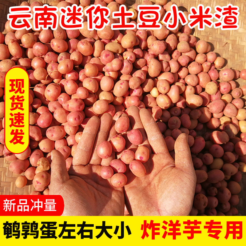 云南迷你小土豆洋芋特小米渣炸洋芋红皮9斤高山硬币马铃薯花生米