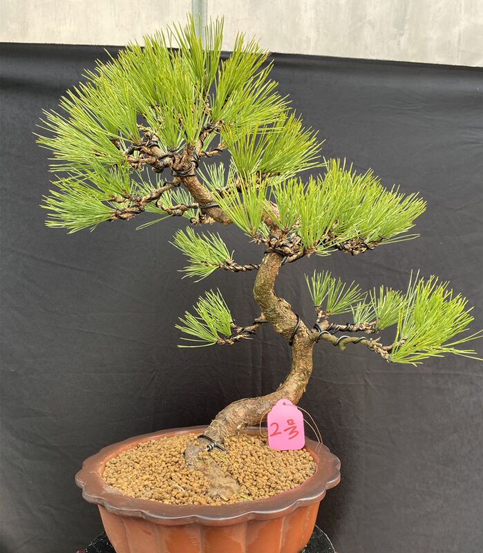 日本黑松盆景素材模板 日本黑松盆景图片下载 小麦优选 日本黑松盆景素材模板 日本黑松盆景图片下载 小麦优选