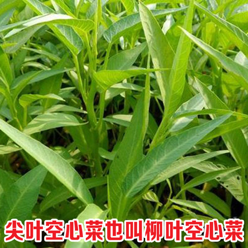 尖叶春夏四季播阳台空心菜种子