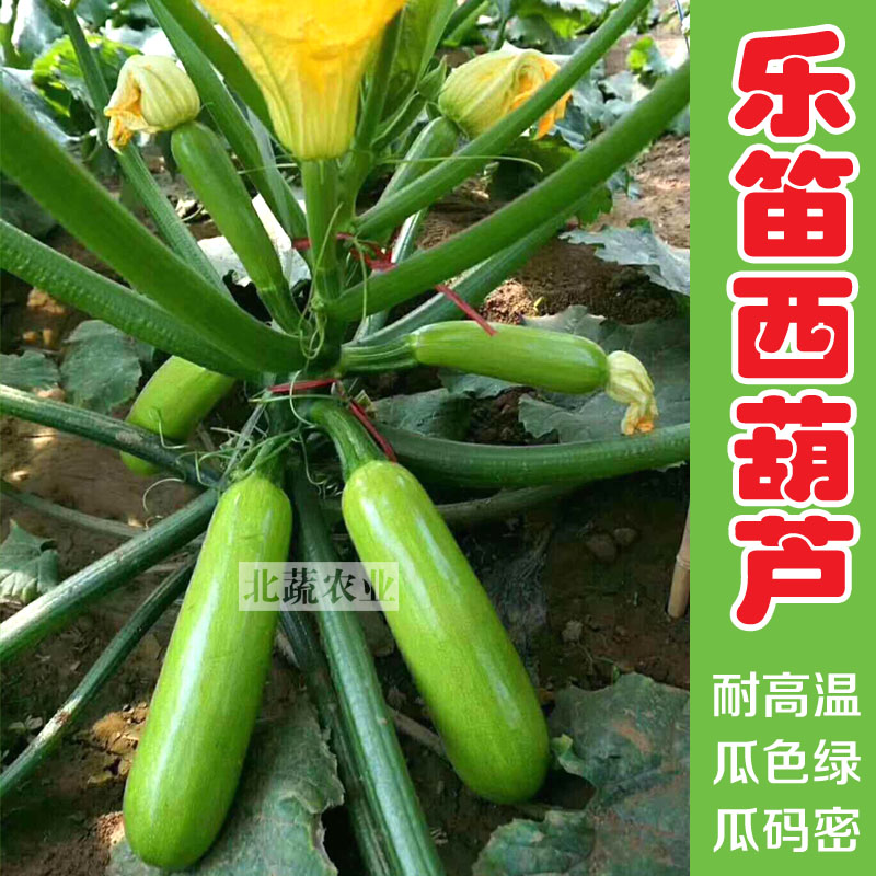 西葫芦种子耐热角瓜种籽抗病毒翠绿好吃菜园露天大田大棚温室春夏