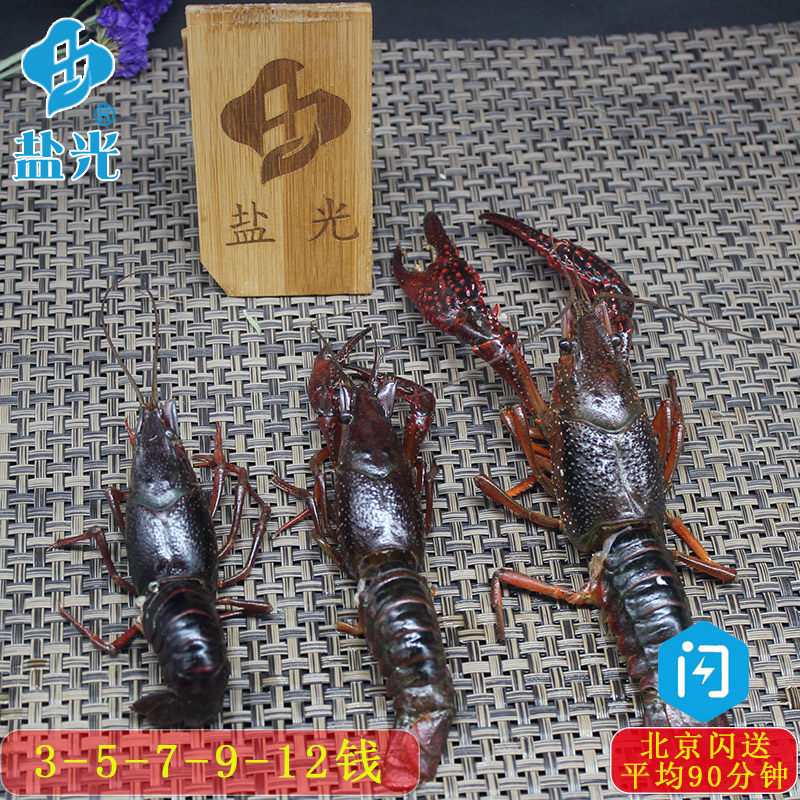 江苏盱眙鲜活小龙虾青虾3-5-7-9-12钱/只新鲜活体清水养殖虾麻辣
