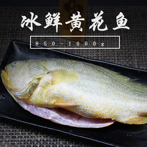 黄花鱼850-1000G/只盐光海鲜冰鲜野生 烧烤 鲜嫩香