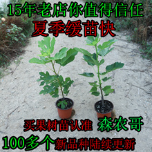 森农哥波姬红威海青皮大芭劳奈耐盆栽格莱斯水蜜桃日紫无花果树苗