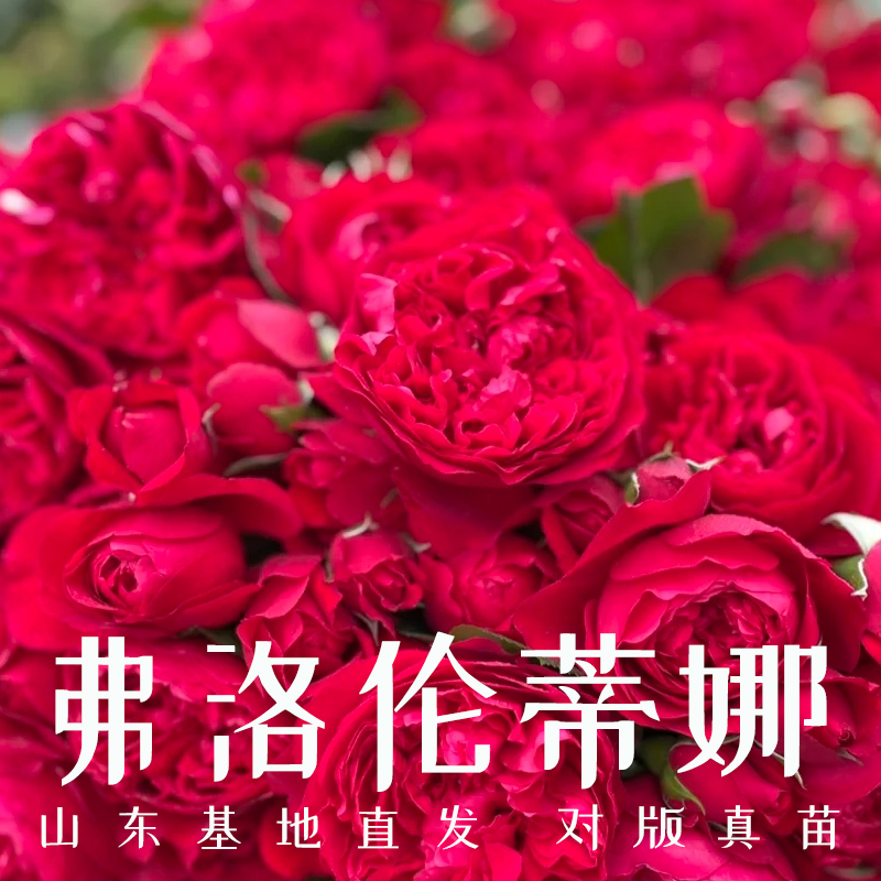 正红色爬藤月季弗洛伦蒂娜