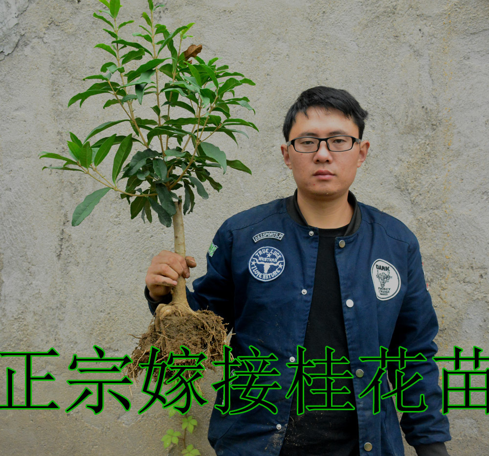 四季开花浓香桂花绿植盆栽