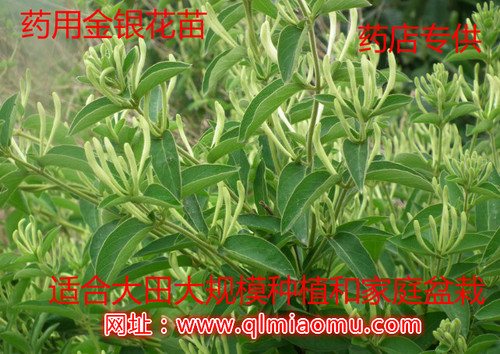 金花三号四季药用食用金银花树苗