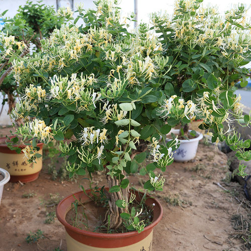 药用食用四季金银花树苗