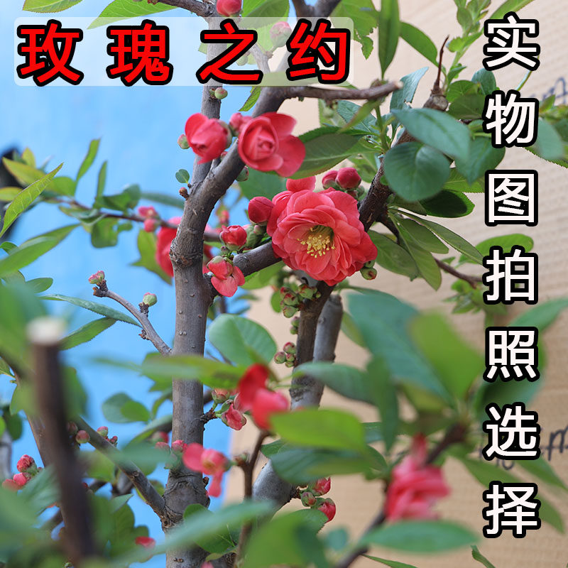 玫瑰之约海棠花卉实物图一物一拍绿海棠贴梗海棠南北方耐寒花卉