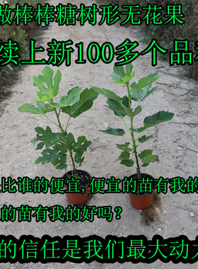 森农哥无花果新苗芭劳奈 斯特拉 威海青皮 哈代 新疆早黄 绿早