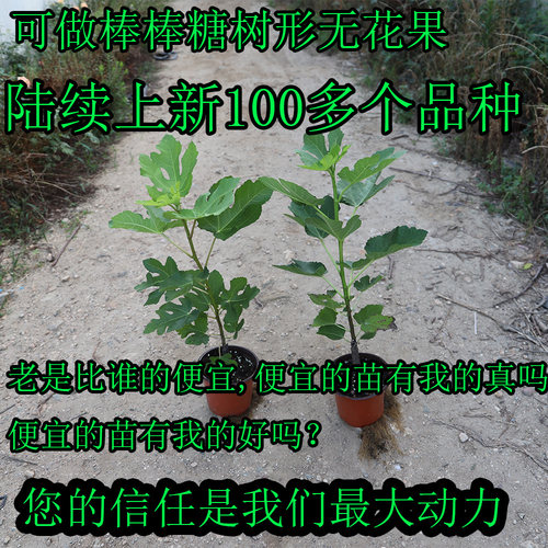 森农哥100多个品种无花果