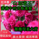 森农哥大红色爬藤月季 四季 甜蜜红木香多花蔷薇花苗开花盆栽树苗