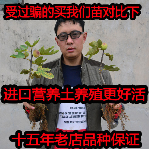 十五年老店诚信经营上百种无花果