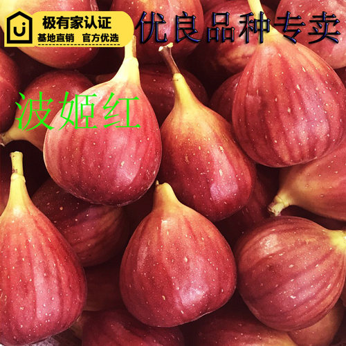 森农哥波姬红无花果树苗