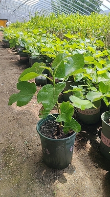 水蜜桃无花果树苗格莱斯无花果盆栽