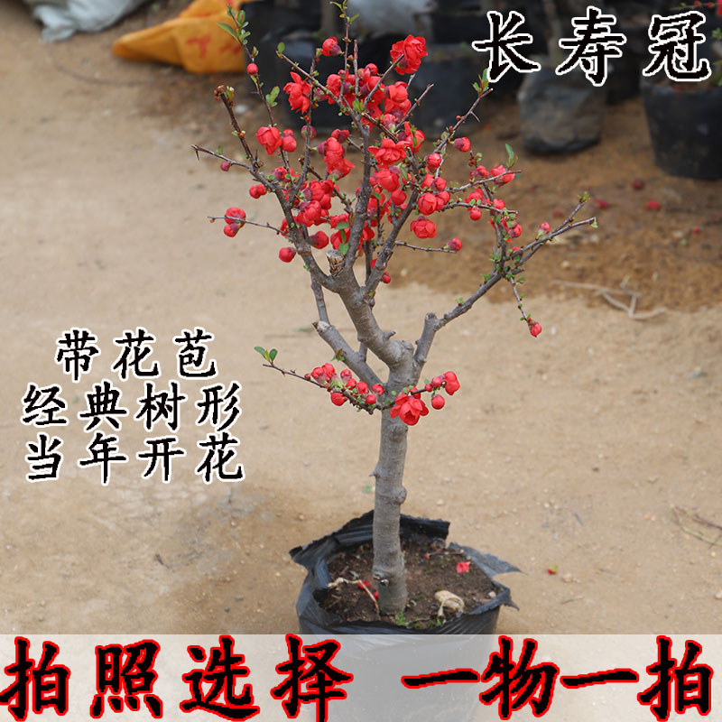 盆栽世界价格 盆栽世界图片 星期三 盆栽世界价格 盆栽世界图片 星期三