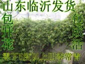 爬藤金银花树苗 常青 攀爬植物 食用中药材药用四季 森农哥
