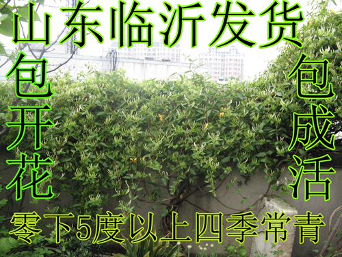 森农哥抗病爬藤金银花苗