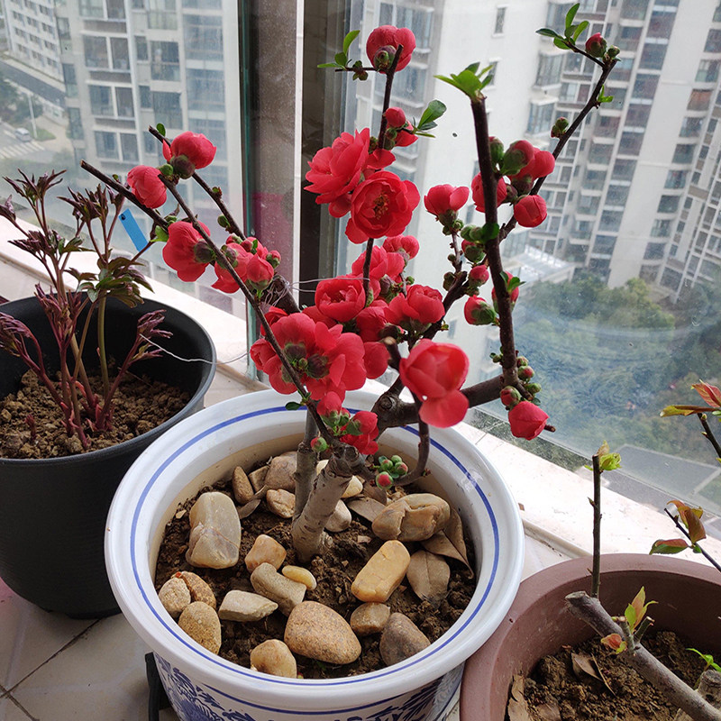 大红色日本海棠花树苗 长寿冠 海棠花盆栽十二一重复色东阳锦