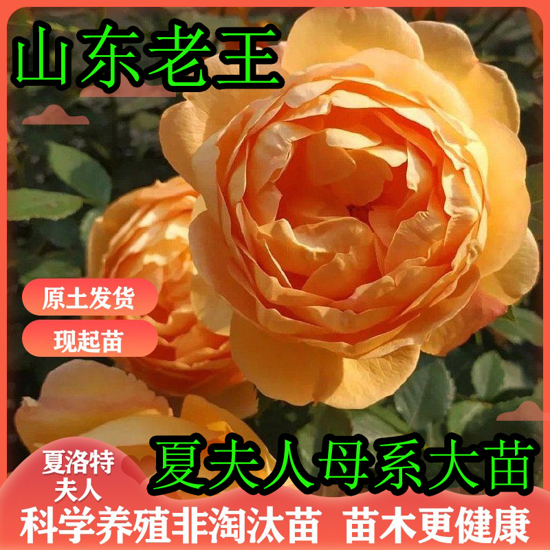 浓香爬藤母系大苗原土夏洛特夫人