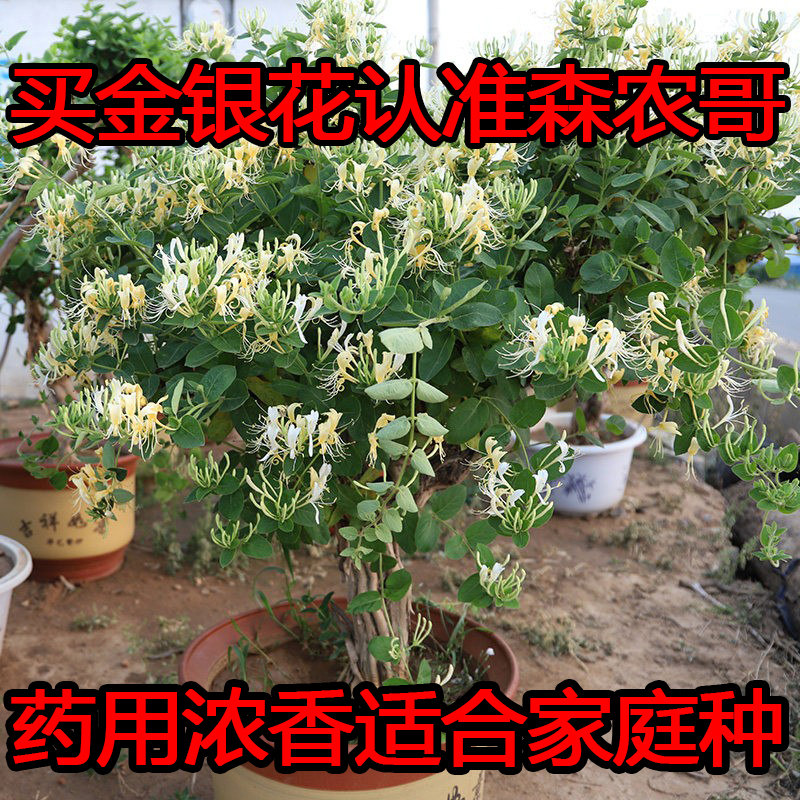 森农哥中药种植药用金花三号四季树形金银花树苗盆栽爬藤小苗食用