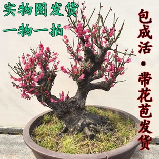 原生红梅绿梅腊梅骨丽红梅花绿萼梅盆栽盆景一物一拍实物图