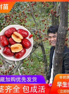 嫁接枣树苗盆景当年结果