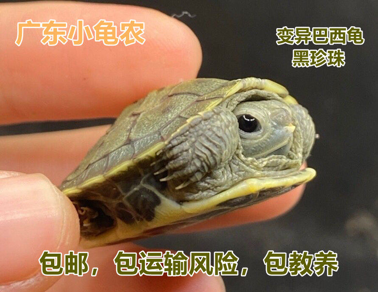 变异巴西龟黑巴黑珍珠非果冻焦糖粉雪孔雀蜡笔