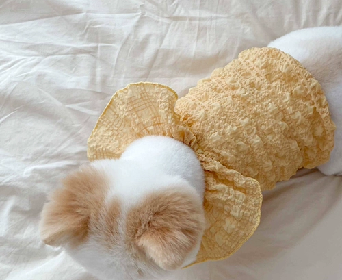 Жилет Pet Teddy Bieme Bomei Belomey Yerson Маленькие щенки, кошачья одежда для собачьей рукава