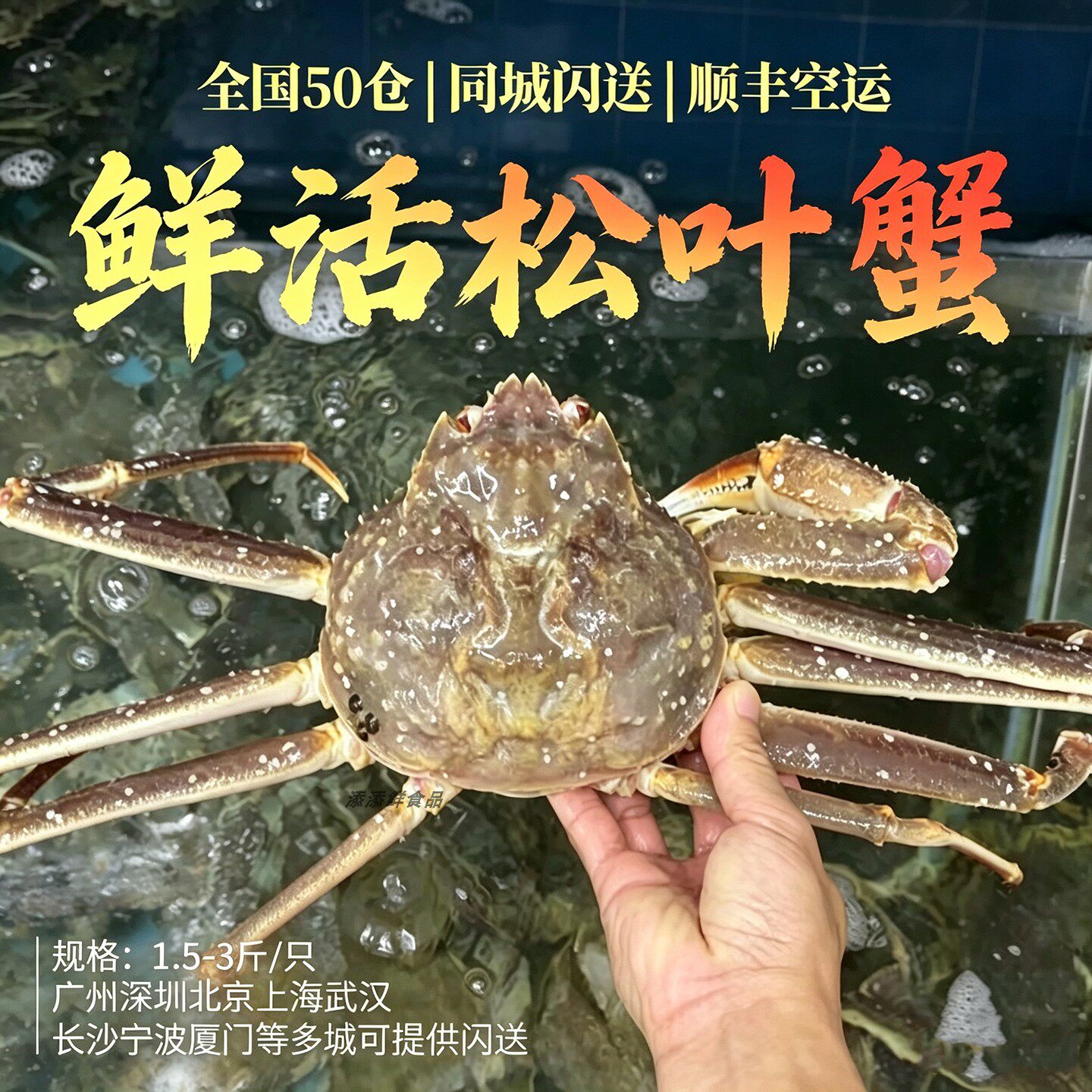 【全国多仓发货】鲜活松叶蟹海鲜水产板雪鳕10斤长脚蜘蛛特大螃蟹