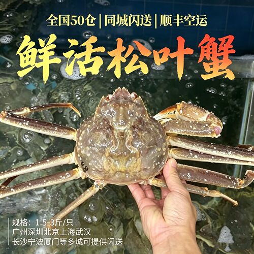 全国多仓鲜活松叶蟹10斤特大