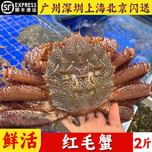鲜活红毛蟹新鲜海鲜水产特超大野生进口帝王椰子长脚螃蟹大红毛