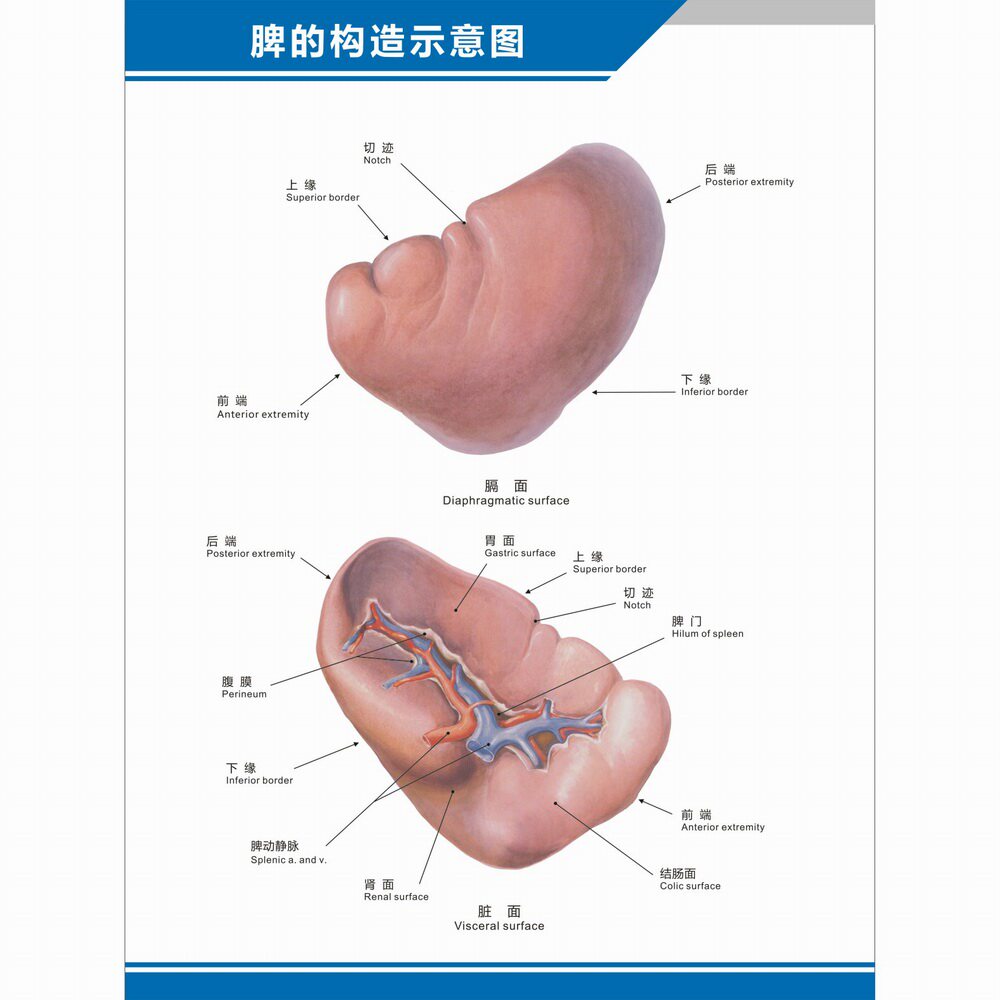 脾的构造结构器官解剖图中英文医学医院科室海报挂图