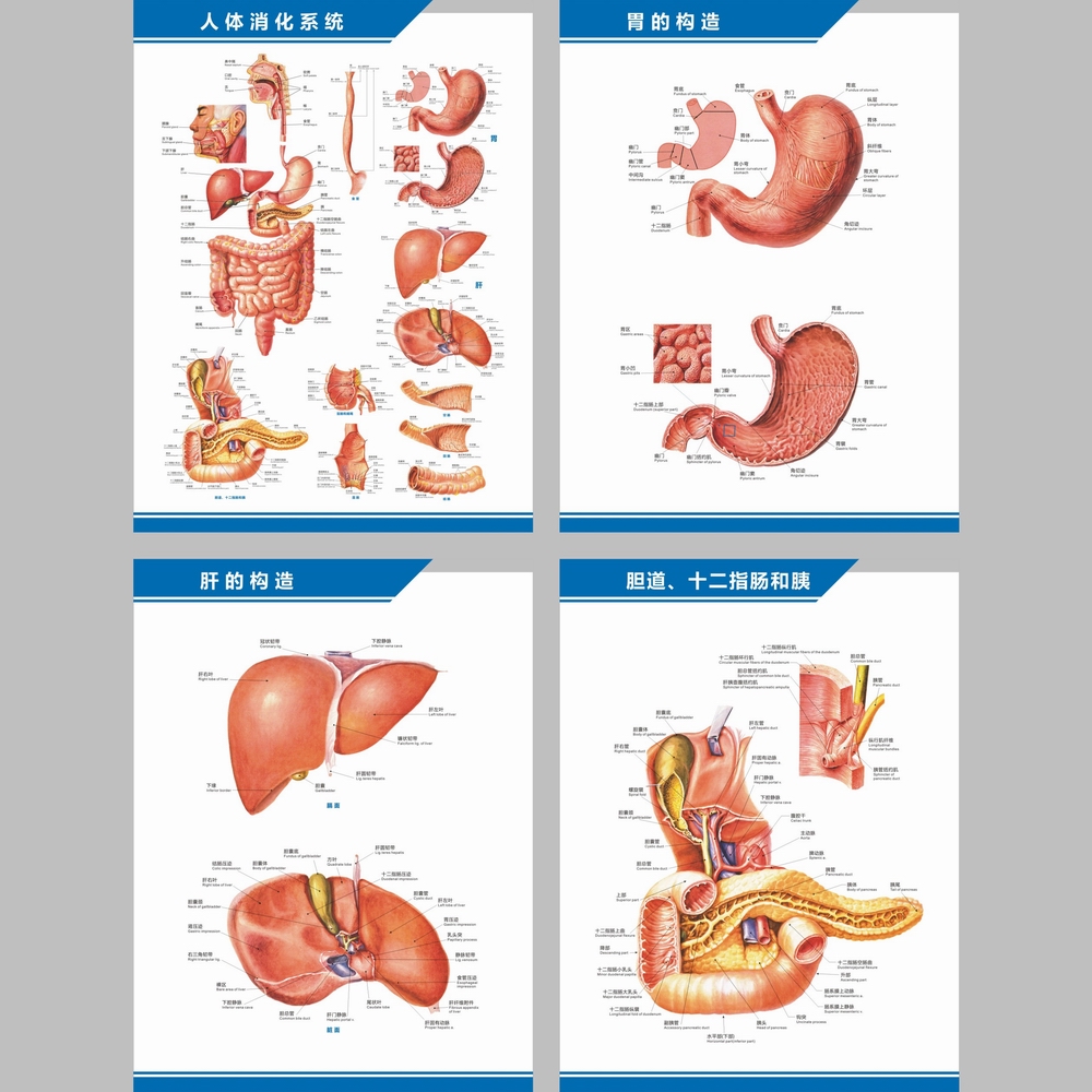 消化系统中英文医学科室解剖图