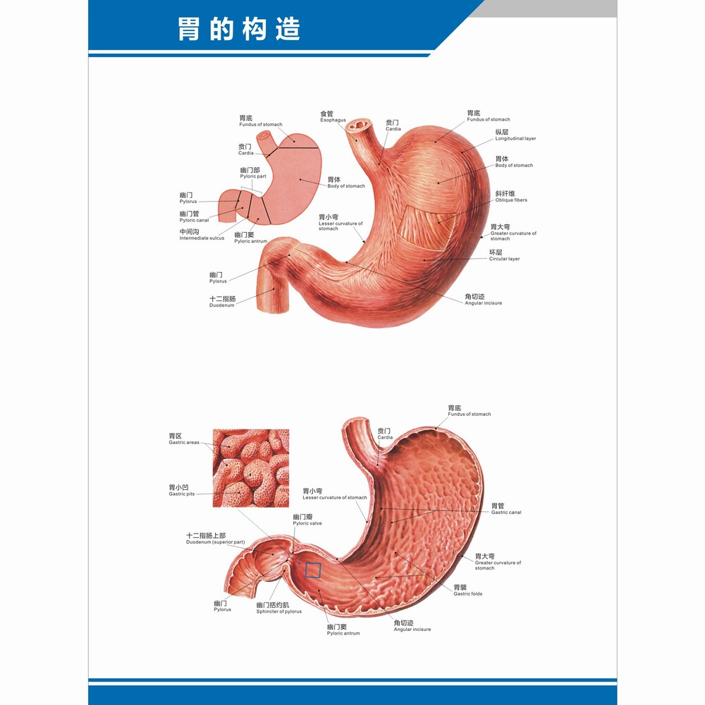 胃部理疗中英文医学科室解剖图
