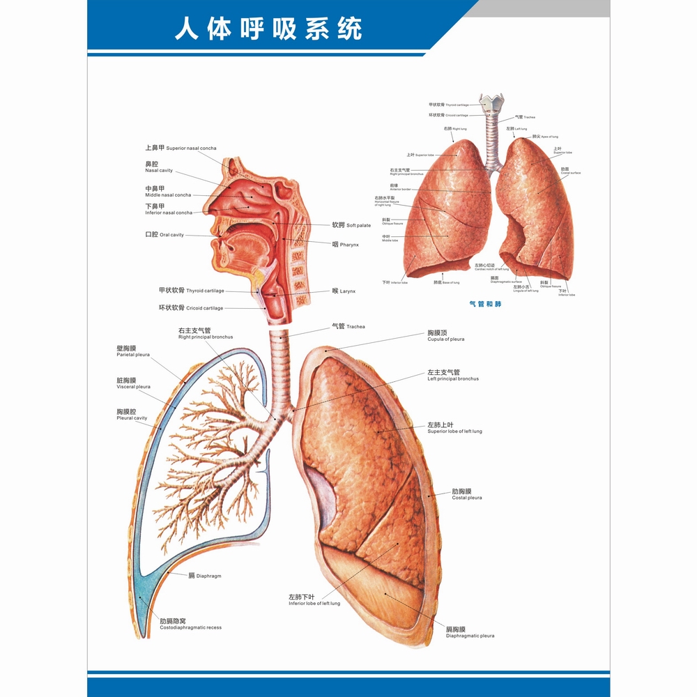 人体呼吸系统图解剖图结构图构造图中英文医学医院科室海报挂图