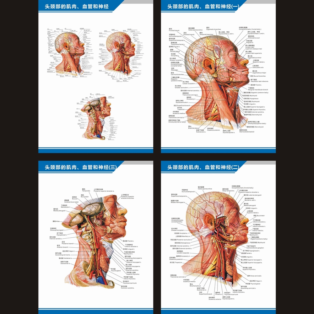 头颈部的肌肉血管神经分布图解剖图中英文医学医院科室海报挂图