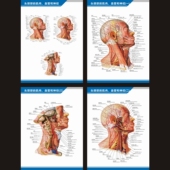 头颈部 肌肉血管神经分布图解剖图中英文医学医院科室海报挂图