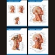 头颈部 肌肉血管神经分布图解剖图中英文医学医院科室海报挂图
