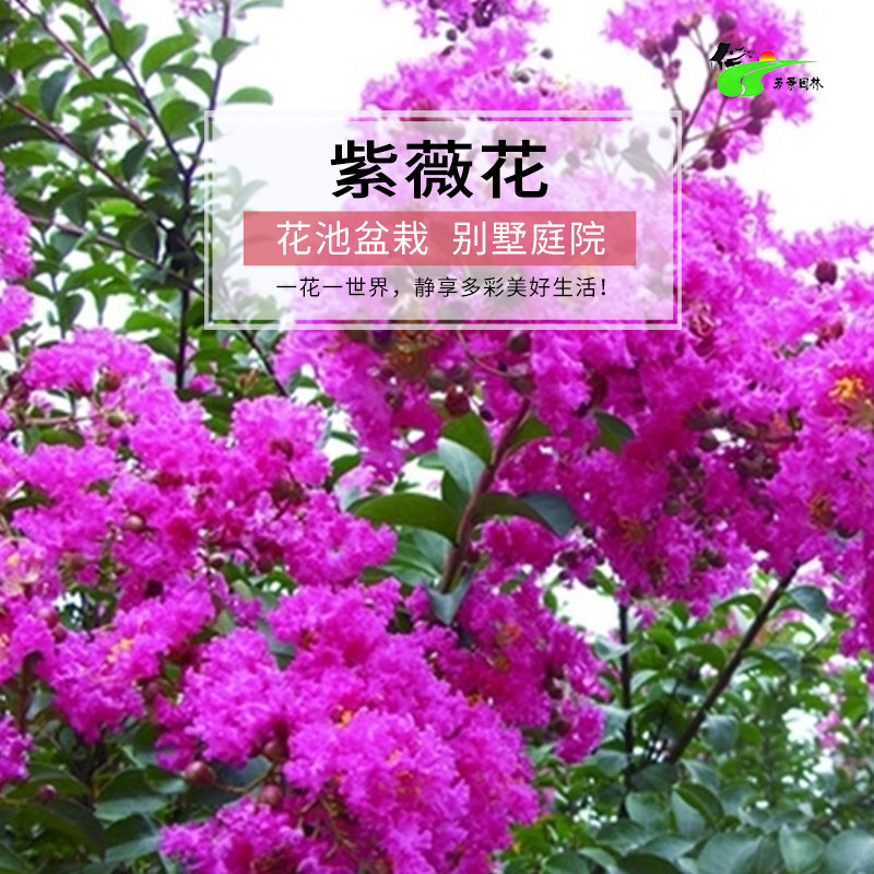 紫薇树苗红花紫薇百日红南北方庭大型绿植/成品组合盆