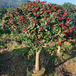 无刺枸骨树桩高杆枸骨老桩金玉满堂盆景吉祥果别墅庭院四季常青