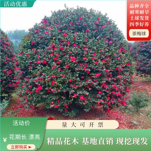 茶梅花别墅庭院花卉盆栽四季常青