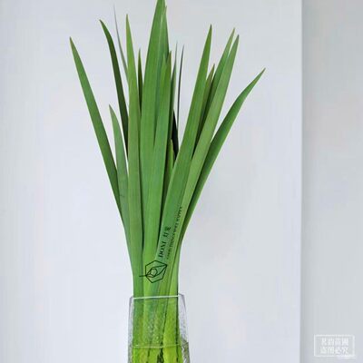 水培鸢尾叶鲜切苗水养植物室内花卉四季常绿黄菖蒲西伯利亚鸢尾苗