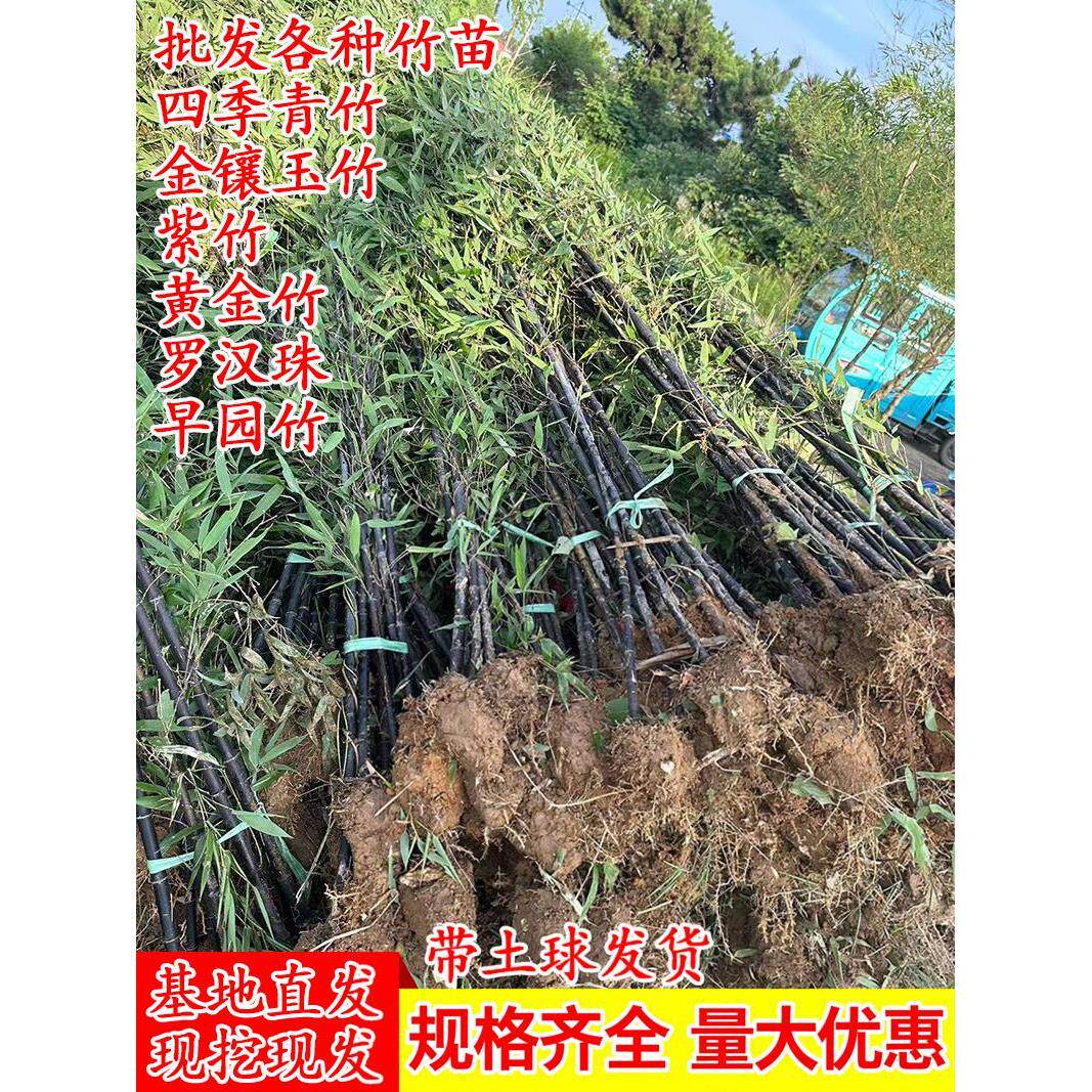 紫竹子苗青竹黄金竹庭院绿化植物北方耐寒早园竹苗金镶玉竹四季青